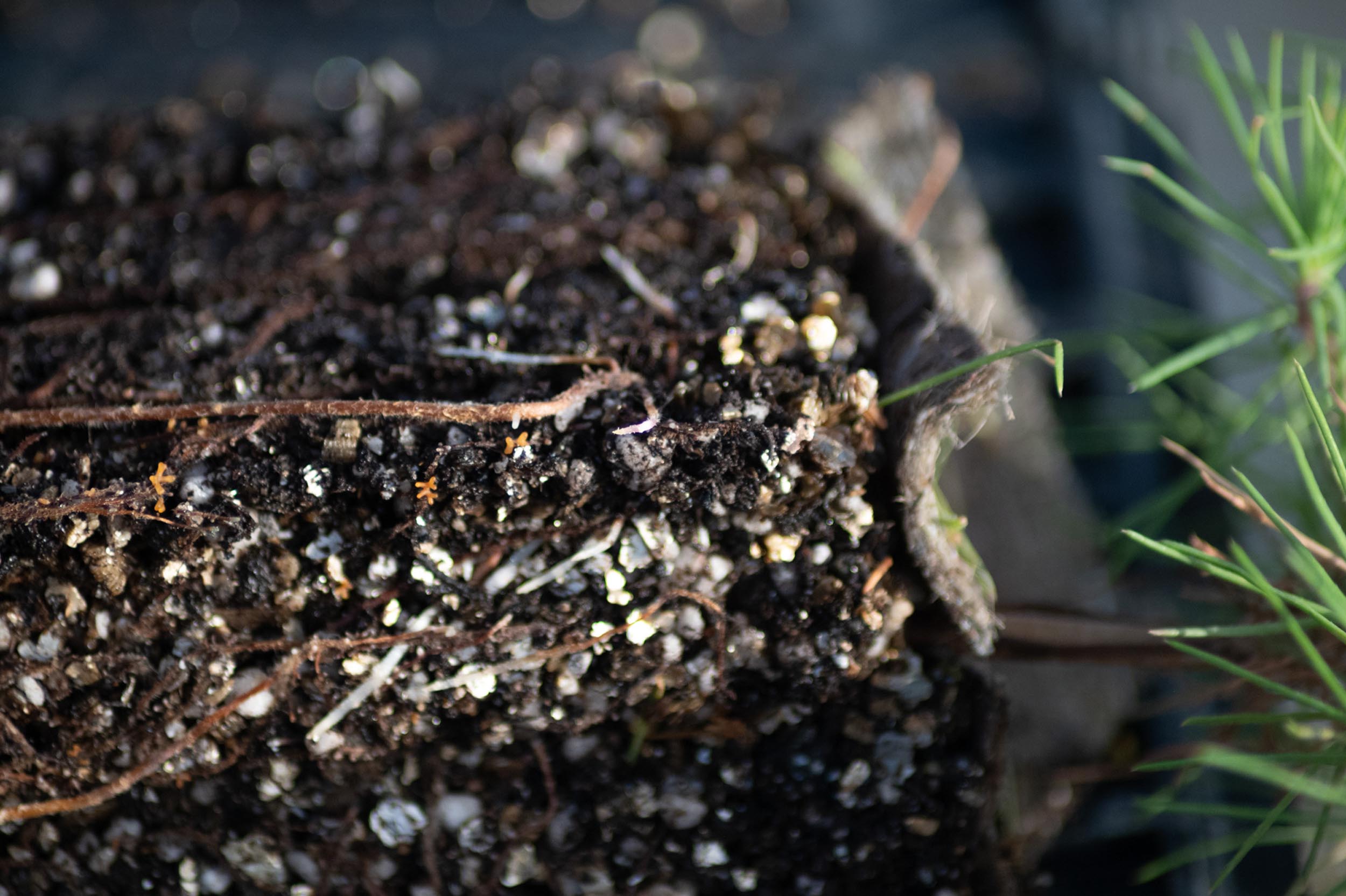 Exploitation agricole agroforestière verger à champignons à Toulouse