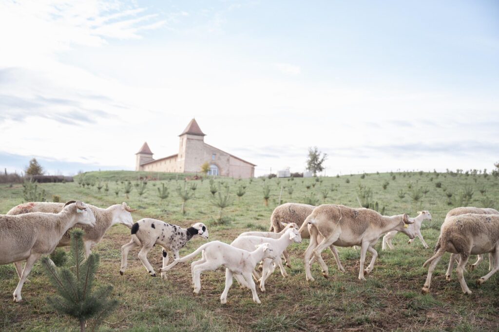 Exploitation agricole agroforestière verger à champignons à Toulouse