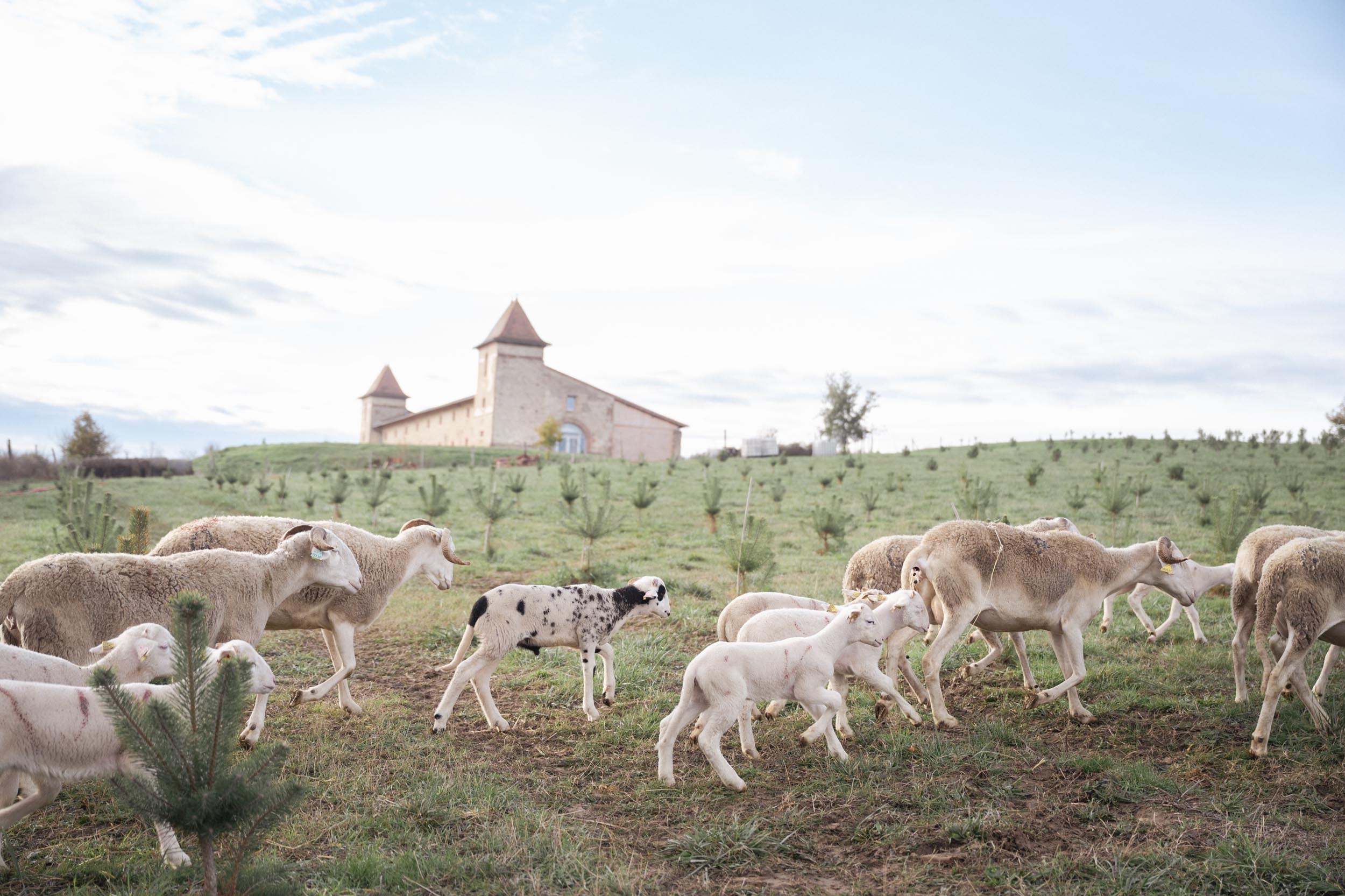 Exploitation agricole agroforestière verger à champignons à Toulouse