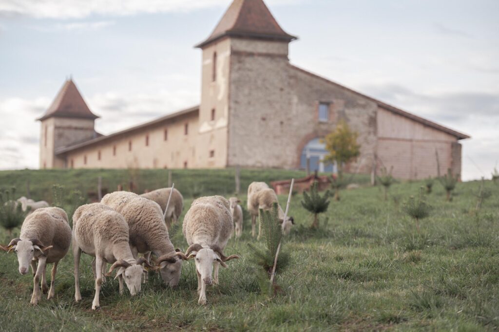 Exploitation agricole agroforestière verger à champignons à Toulouse