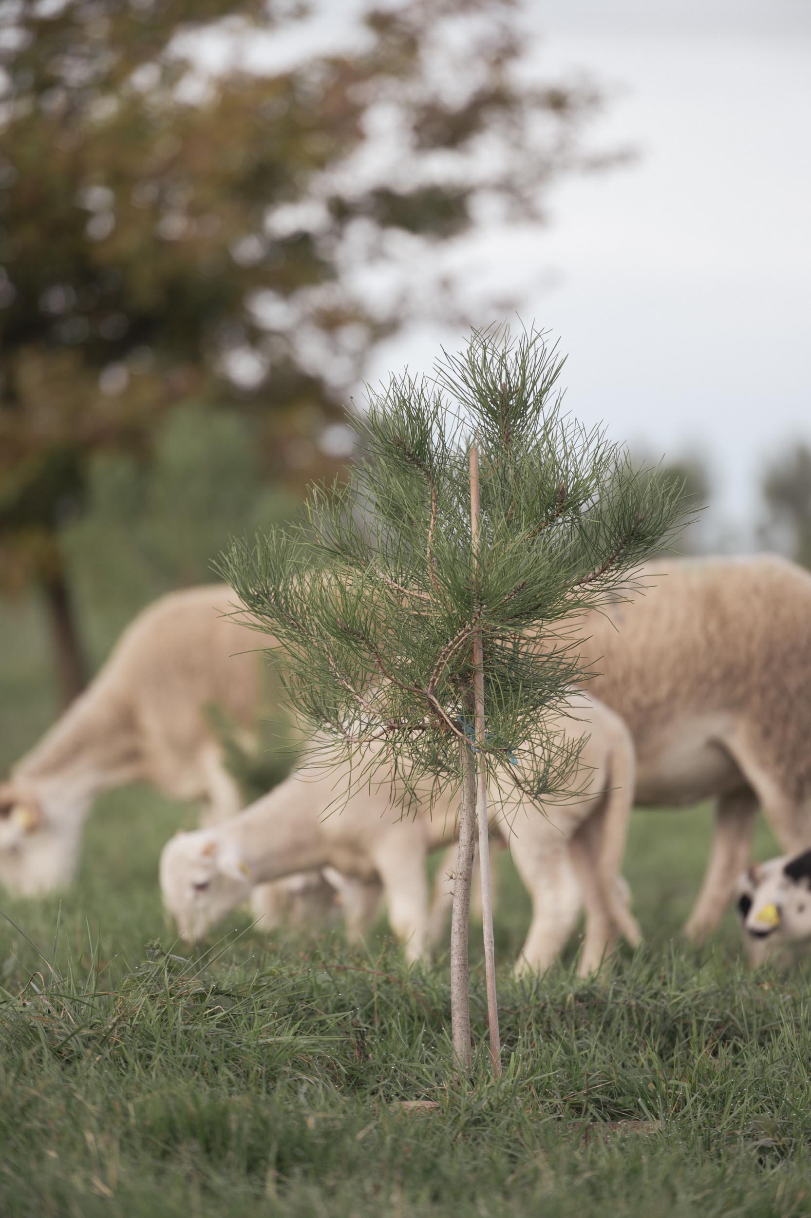 Exploitation agricole agroforestière verger à champignons à Toulouse