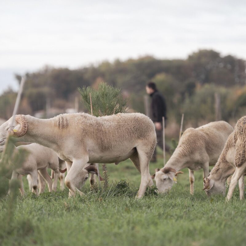 Séjour à la ferme maison d'hôtes proche Toulouse