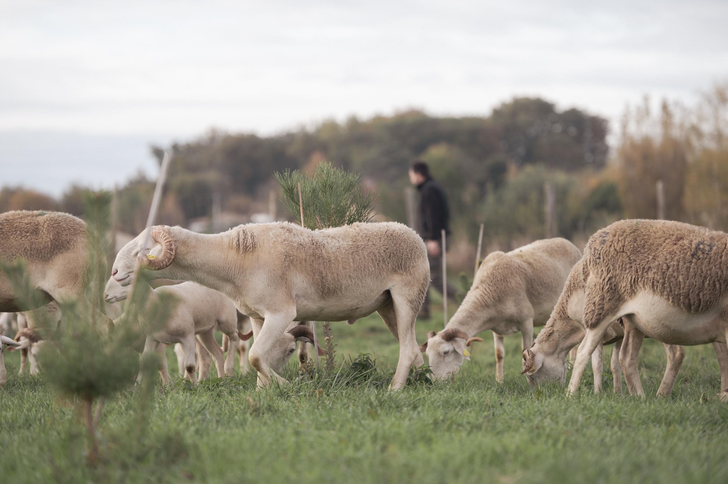 Séjour à la ferme maison d'hôtes proche Toulouse