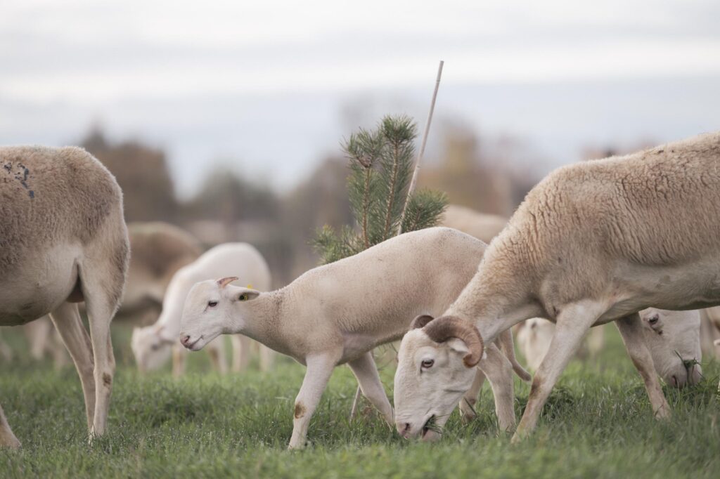 Exploitation agricole agroforestière verger à champignons à Toulouse